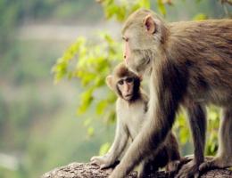 属猴人本命年需要注意什么