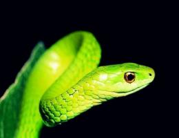 最旺蛇的生肖是什么