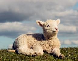 属羊人本命年需要注意什么