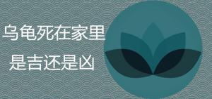 烏龜死在家里是吉是兇 有哪些風(fēng)水注意事項(xiàng)