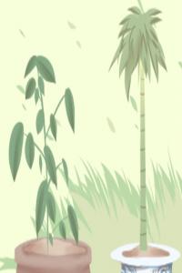 大廳放什么植物最旺財(cái) 還能提升風(fēng)水