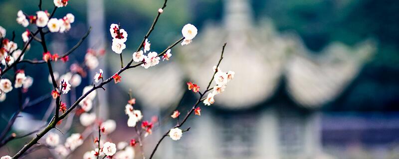 夢見梅花綻開預(yù)示什么 夢見梅花綻開好不好