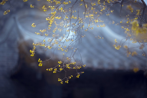 夢見梅花綻開預(yù)示什么 夢見梅花綻開好不好