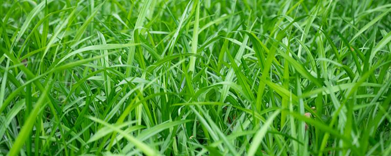 夢見鋤草是什么意思 夢見鋤草是什么征兆