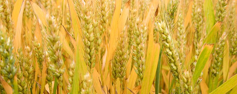 梦到种小麦代表什么？梦到小麦到底... 梦到小麦预示着什么