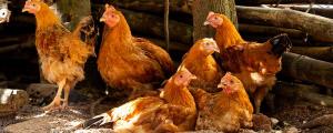 夢見會說話的動物什么意思 夢見會說話的動物好不好