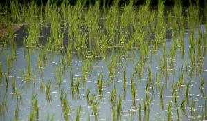 梦见水稻是什么意思 梦见水稻有什么预兆