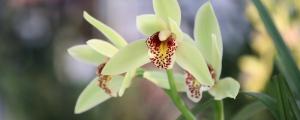 夢(mèng)見(jiàn)蘭花發(fā)芽預(yù)示什么 夢(mèng)見(jiàn)蘭花發(fā)芽好不好