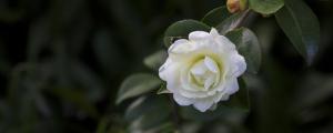 夢(mèng)見(jiàn)山茶花有什么征兆 夢(mèng)見(jiàn)山茶花預(yù)示什么