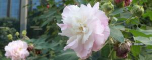 夢(mèng)見(jiàn)芙蓉花預(yù)示什么 夢(mèng)見(jiàn)芙蓉花好不好