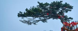 夢(mèng)見常青樹有什么預(yù)兆 夢(mèng)見常青樹好不好