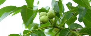 夢見核桃樹預(yù)示什么 夢見核桃樹好不好