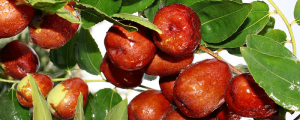 夢(mèng)見(jiàn)棗樹(shù)什么意思 夢(mèng)見(jiàn)棗樹(shù)有什么征兆