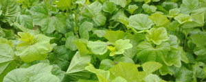 夢(mèng)見(jiàn)葵菜預(yù)示什么 夢(mèng)到葵菜好不好