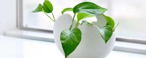 夢見萬年青什么意思 夢到萬年青預(yù)示什么