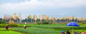 夢(mèng)見(jiàn)禾米什么意思 夢(mèng)見(jiàn)禾米好不好