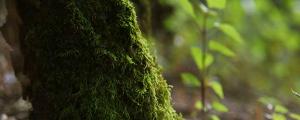 夢(mèng)見(jiàn)苔蘚什么意思 夢(mèng)見(jiàn)苔蘚好不好