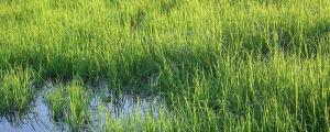 夢(mèng)見(jiàn)水藻什么意思 夢(mèng)見(jiàn)水藻好不好