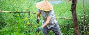 夢見和別人一起偷菜預(yù)示什么 夢見和別人一起偷菜什么意思