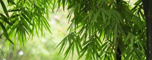 夢見自己砍竹子什么意思 做夢夢見自己砍竹子好不好