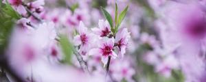 夢(mèng)見(jiàn)桃花開(kāi)了是什么意思 夢(mèng)見(jiàn)桃花調(diào)謝是什么情況