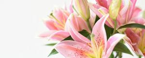 夢(mèng)見(jiàn)花朵是什么意思 夢(mèng)見(jiàn)花朵好不好