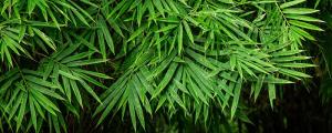 夢見竹子發(fā)芽的寓意 夢見竹子發(fā)芽是什么意思