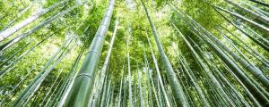 夢見山竹的寓意 夢見山竹是什么意思