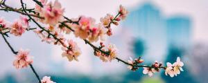 夢(mèng)到樹(shù)上開(kāi)了花什么意思 夢(mèng)到樹(shù)上開(kāi)了花有什么預(yù)兆