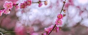 夢見梅花是什么意思 夢見梅花意味著什么