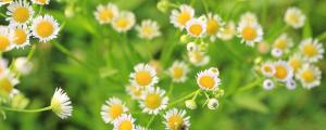 夢到菊花有什么寓意 夢到菊花是什么意思