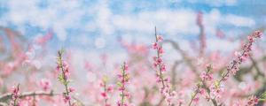 夢見滿樹桃花落在水中代表什么 夢見滿樹桃花落在水中是什么意思