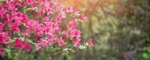 夢見杜鵑花代表什么 夢見杜鵑花意味著什么