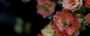 夢(mèng)到芙蓉花預(yù)示什么 夢(mèng)到芙蓉花意味著什么