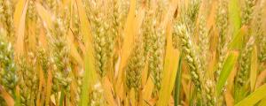 梦到种小麦代表什么？梦到小麦到底... 梦到小麦预示着什么