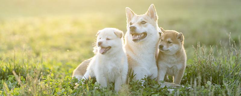 梦见三只小狗预示着什么现象 梦见三只小狗是什么预兆