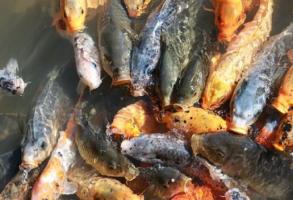 孕婦夢見很多魚是什么意思 孕婦夢見很多魚預(yù)示著什么