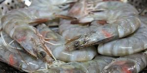 女人夢見好多魚和蝦是什么意思 夢見好多魚和蝦預(yù)兆什么