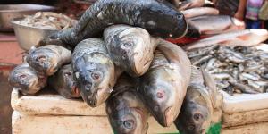 女人夢見河里抓很多魚是什么意思 夢見河里抓很多魚預(yù)兆什么