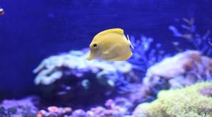 夢見被魚咬是什么意思 夢見被魚咬有什么預兆