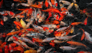 女人夢見好多魚是什么意思 女人夢見好多魚有什么預兆