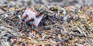 女人夢見身上很多螞蟻是什么意思 夢見身上很多螞蟻預兆什么