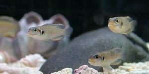 女人夢見魚缸里有好多魚是什么意思 夢見魚缸里有好多魚預兆什么