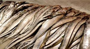 夢見帶魚是什么意思 夢見帶魚有什么預兆