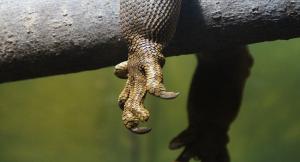 夢見動物的爪子是什么意思 夢見動物的爪子有什么預(yù)兆
