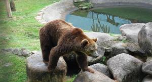 夢見發(fā)瘋的動物是什么意思 夢見發(fā)瘋的動物有什么預兆