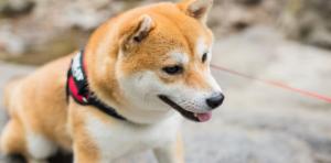 男人夢見被狗咬是什么意思 男人夢見被狗咬有什么征兆