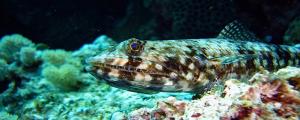男人夢到抓魚是什么意思 男人夢到抓魚有什么預(yù)兆