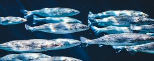夢(mèng)見(jiàn)水里抓魚(yú)是什么意思 夢(mèng)見(jiàn)水里抓魚(yú)有什么預(yù)兆