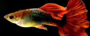 夢(mèng)到小魚是什么征兆 夢(mèng)到小魚有什么意思